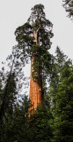 The General Grant Tree (aka Americas Christmas Tree) in Kings Canyon National Park