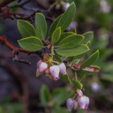 Greenleaf Manzanita shrub flowers in Lassen Volcanic National Park