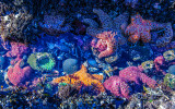 Sea stars, sea anemones and other marine life in a tidal pool off of Cobble Beach at Yaquina Head