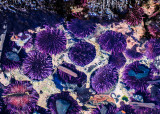 Sea urchins in a tidal pool off of Cobble Beach at Yaquina Head