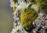 Old Mans Beard and Red topped Lichens in Great Smoky Mountains National Park