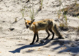 A fox on the side of the road on Cape Cod