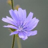 Little Bears flower in Shenandoah National Park