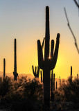 A Saguaro cactus silhouetted by the setting sun in Saguaro National Park