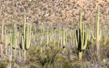 The Saguaro forest in Saguaro National Park