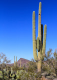 A Saguaro with Prickly Pear cactus in the foreground in Saguaro National Park