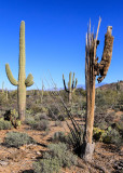 The skeleton of a dead Saguaro in Saguaro National Park