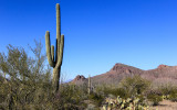 The Tucson Mountains in Saguaro National Park