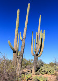 Large Saguaro cactus in Saguaro National Park