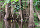 Congaree South Carolina (2012)