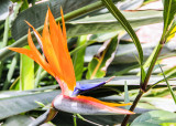 A Bird of Paradise flower in Virgin Islands National Park