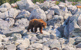 A brown bear along the shoreline in Glacier Bay National Park