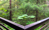 View of the forest from the lodge in Glacier Bay National Park