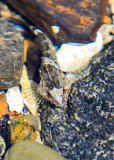 A Sculpin in a tide pool in Glacier Bay National Park