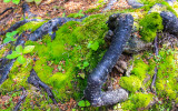 Tree root system and moss at the trappers cabin site along the Chulitna River