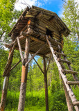 Food storage cache at the trapper’s cabin site along the Chulitna River