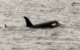 An Orca Whale near Harbor Island in Kenai Fjords National Park