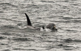 An adult Orca Whale lifts a young whale in Kenai Fjords National Park