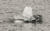 A black ice growler (small iceberg) in Kenai Fjords National Park