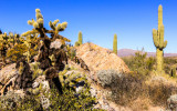 Cholla and Saguaro cacti near the Javelina Rocks in Saguaro National Park
