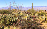 View of the Catalina Mountains along the Cactus Forest Drive in Saguaro National Park