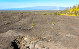 Mauna Loa (13,677 ft), the worlds largest active volcano, in Hawaii Volcanoes National Park