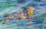 Green sea turtle off the Hookipa Beach along the Road to Hana