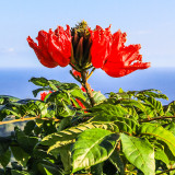 African Tulip tree flower along the Road to Hana