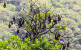 Samoan Flying Fox Fruit Bats in the National Park of American Samoa 