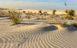 Sunrise on plant life around the dunes in White Sands National Monument