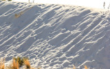 Sand, sunlight and shadows on the flank of a dune in White Sands National Monument