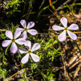 Flowers along the trail in Echo Park in Dinosaur National Monument