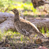 A Ruffed Grouse in Dinosaur National Monument