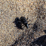 Endemic Circus Beetle on the peak of High Dune in Great Sand Dunes National Park