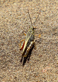 Grasshopper along the Sand Pit Trail in Great Sand Dunes National Park