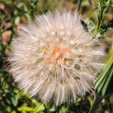 Colorado Thistle going to seed in Florissant Fossil Beds National Monument