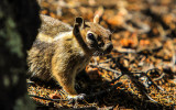 Chipmunk along the Boulder Creek Trail in Florissant Fossil Beds National Monument