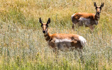 Pronghorn antelope in Capulin Volcano National Monument