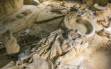 Bull Mammoth with Camel remains (top center) in Waco Mammoth National Monument