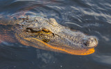 Bayou Sauvage National Wildlife Refuge - Louisiana (2016)