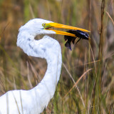 2016 Everglades National Park - Florida