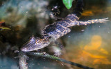 Baby alligator in a small pond in Everglades National Park