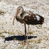 An Ibis in the National Key Deer Refuge