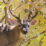 Key Deer National Refuge - Florida (2016)
