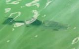 Large ominous looking fish in the harbor in Key West