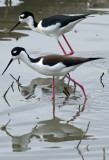 Black-necked Stilts