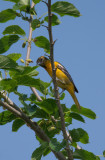 Blackburnian Warbler