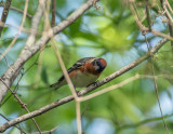 Bay Breasted Warbler