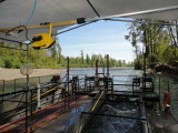 Chehalis River Trap