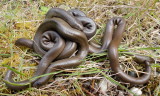 Rubber Boa